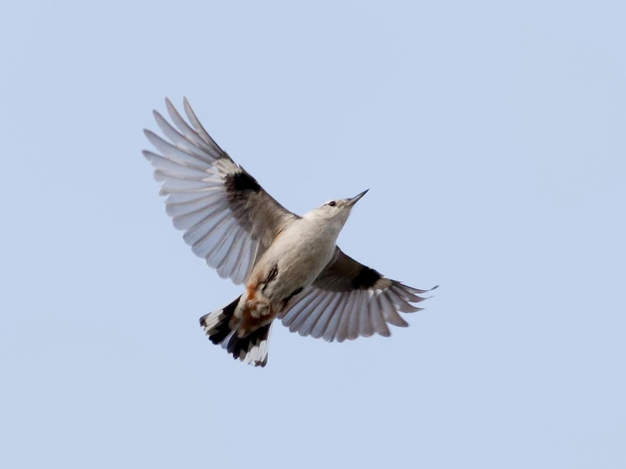 White-breasted Nuthatch