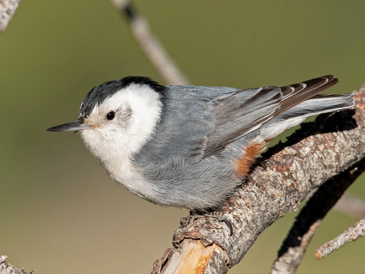 White-breasted Nuthatch