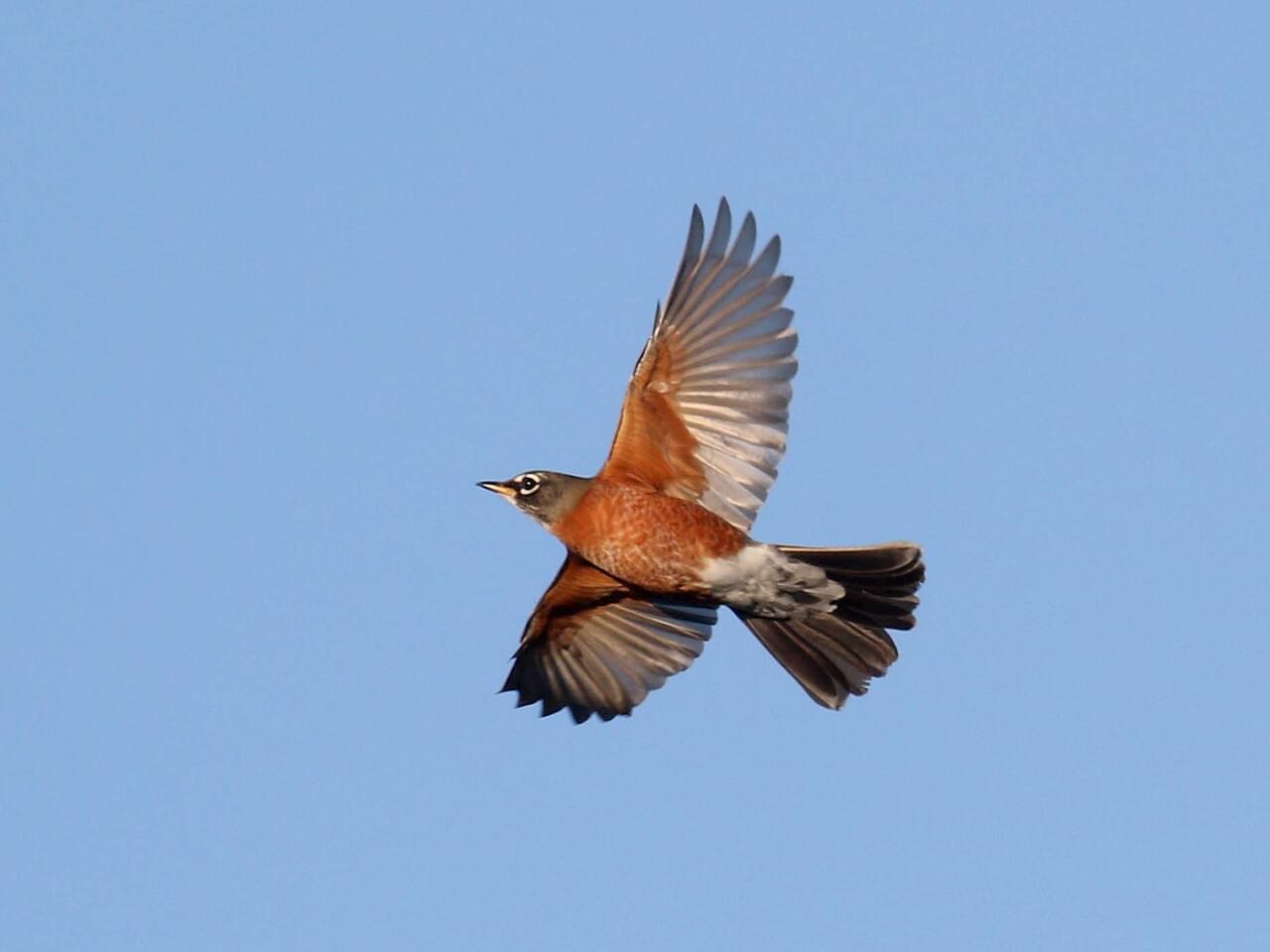 American Robin