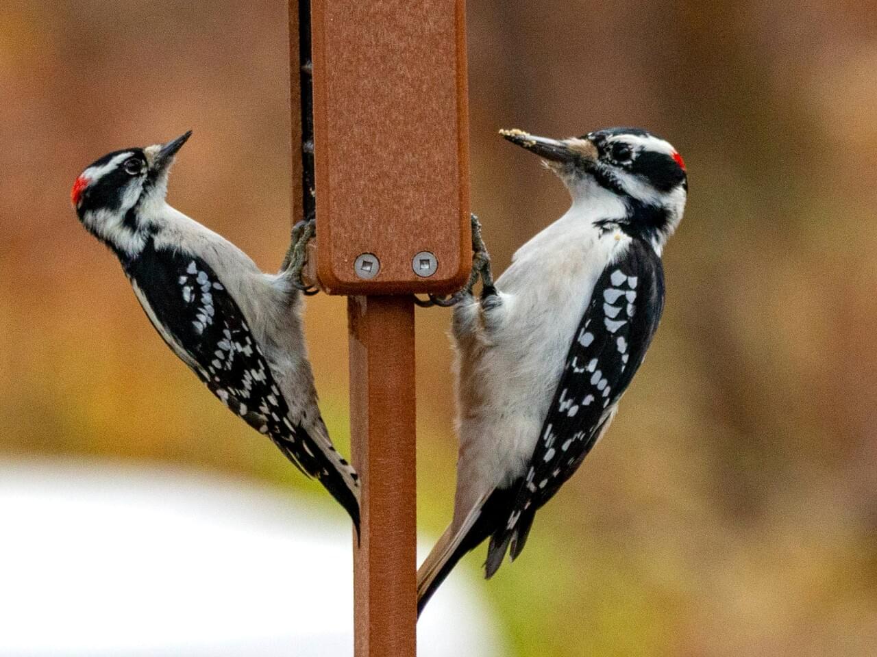 Hairy Woodpecker