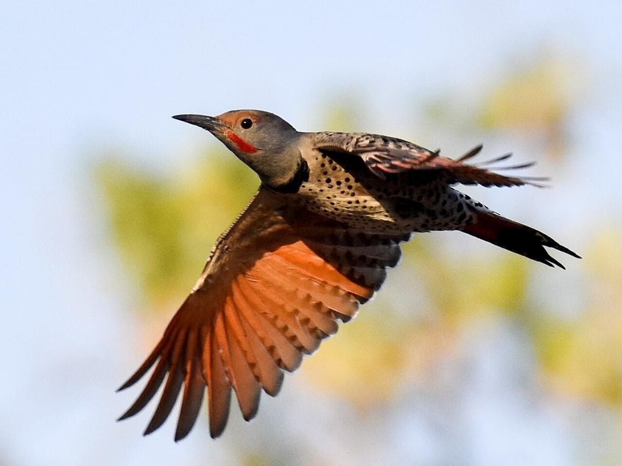 Northern Flicker