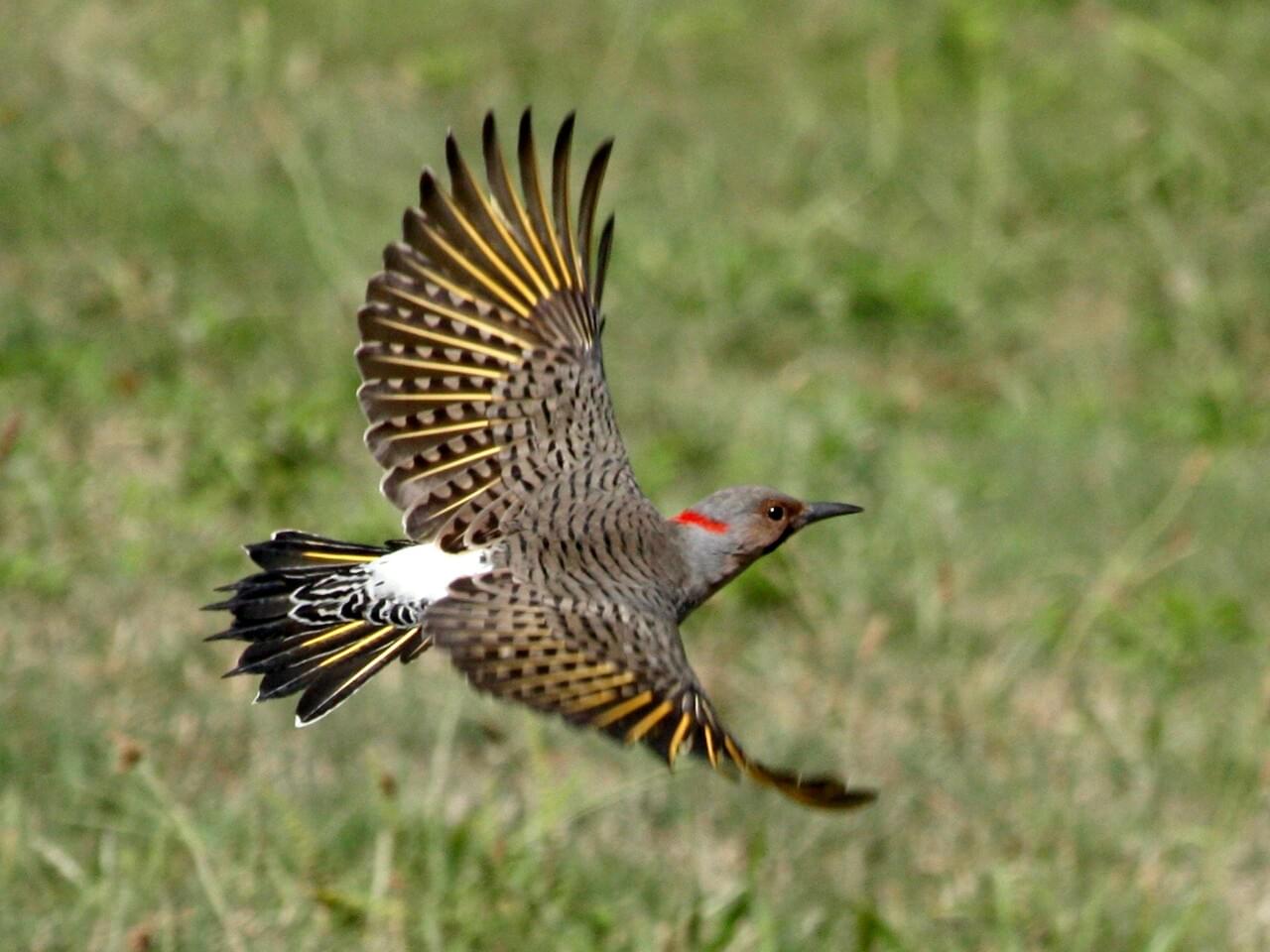 Northern Flicker