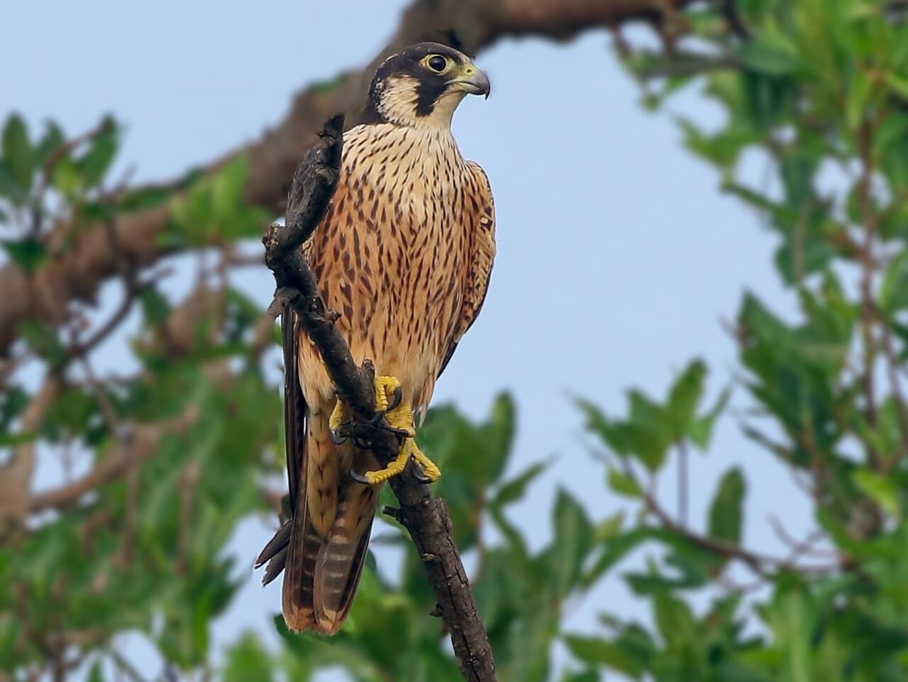 Peregrine Falcon