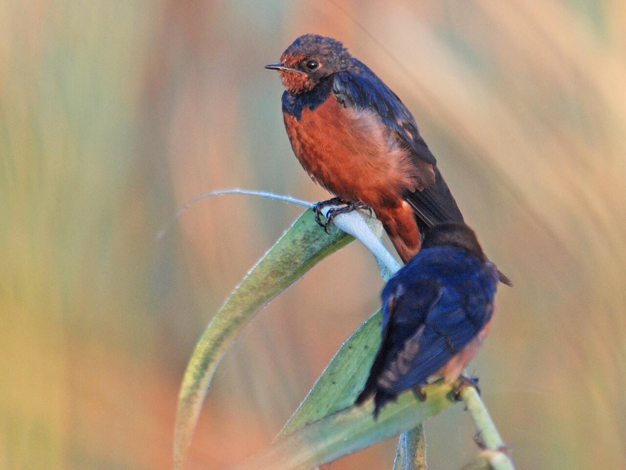 Barn Swallow