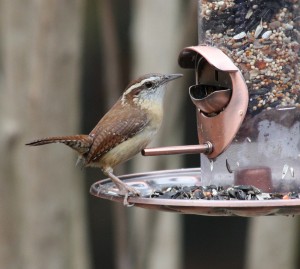 Carolina Wren perched on a tube feeder.