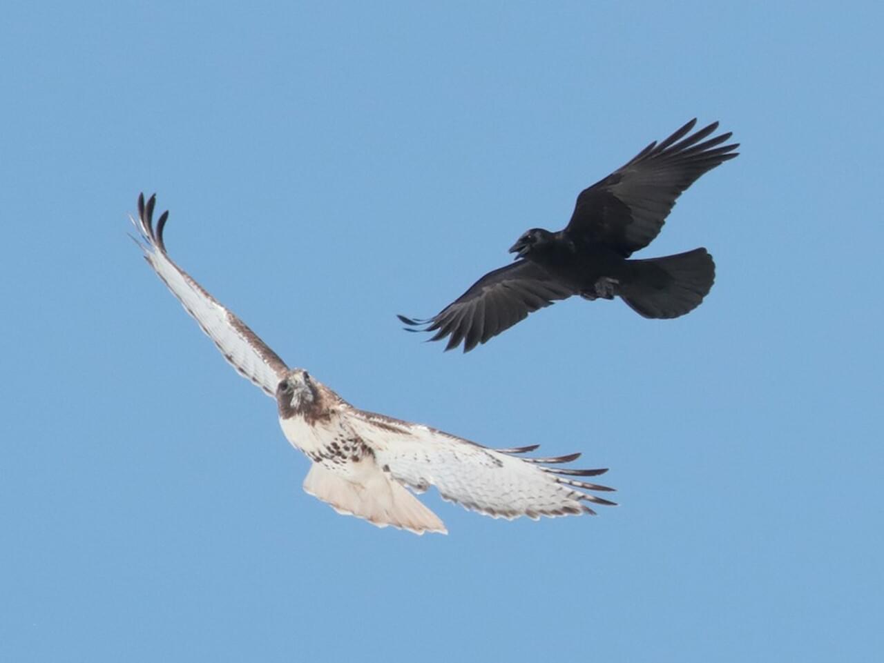 American Crow