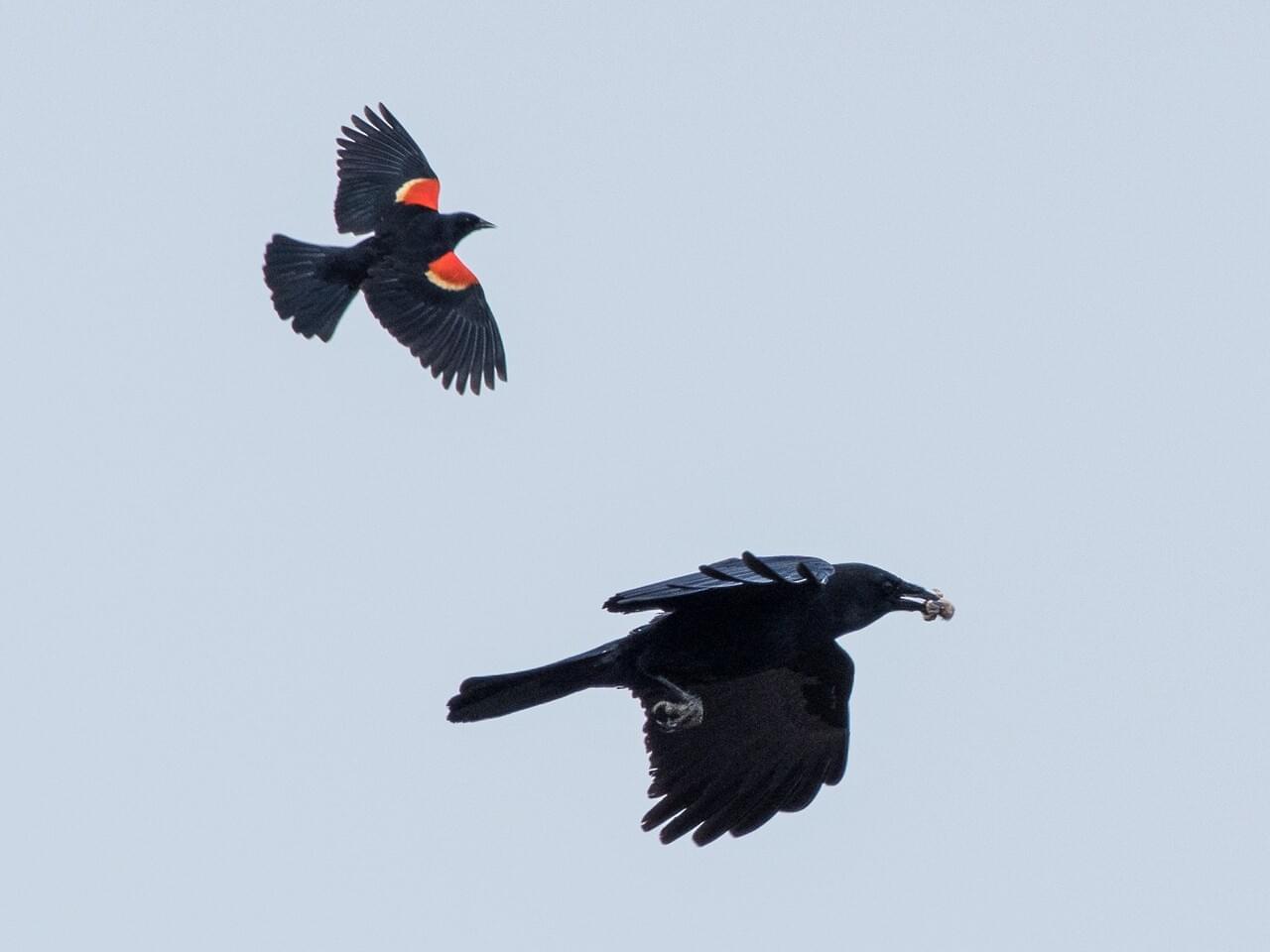 American Crow