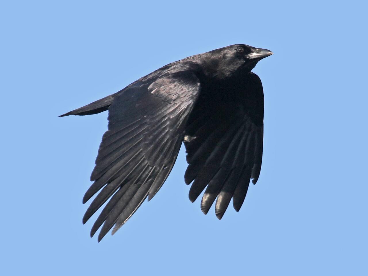 American Crow