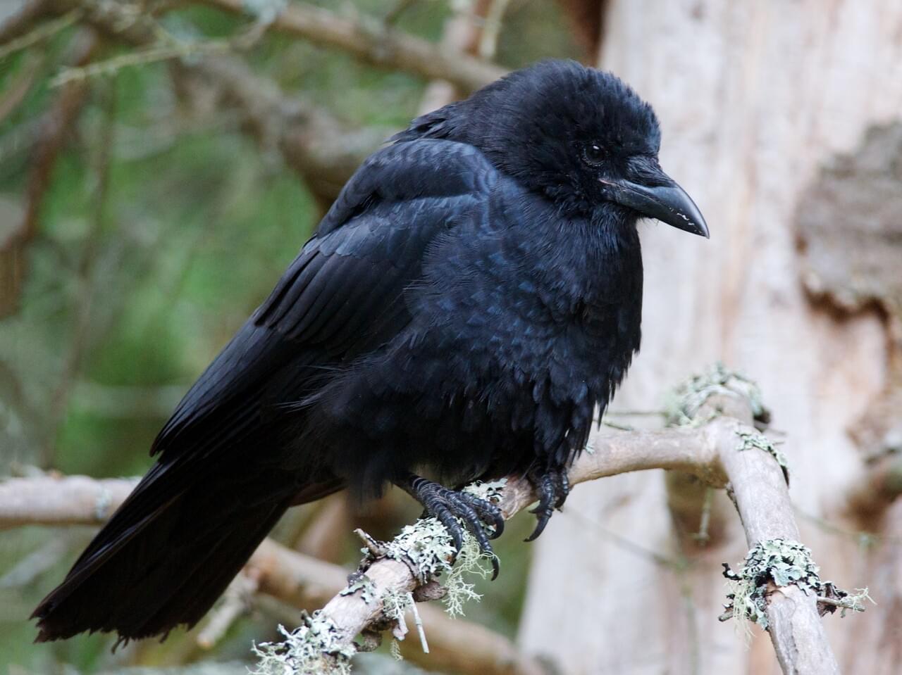 American Crow