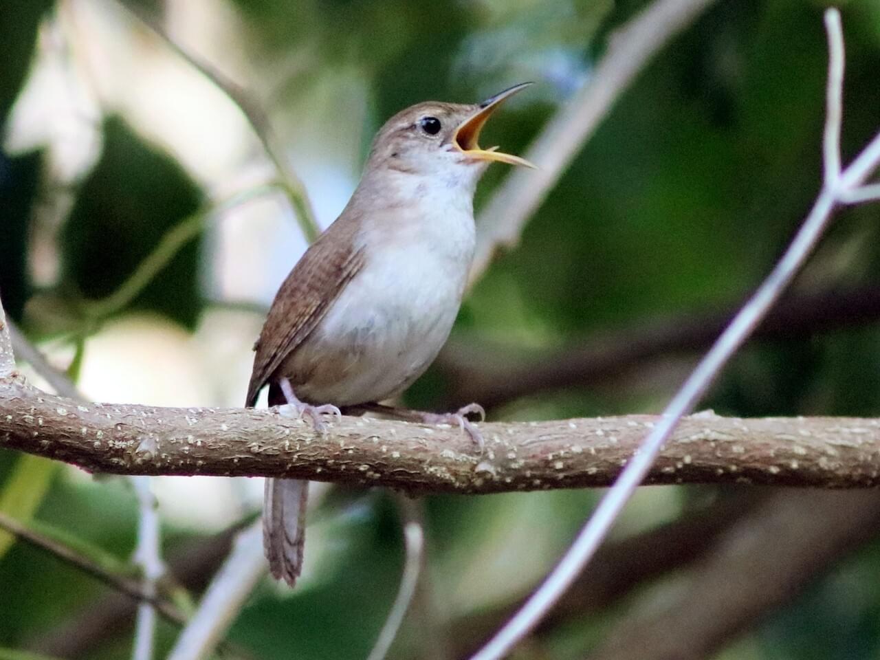 House Wren