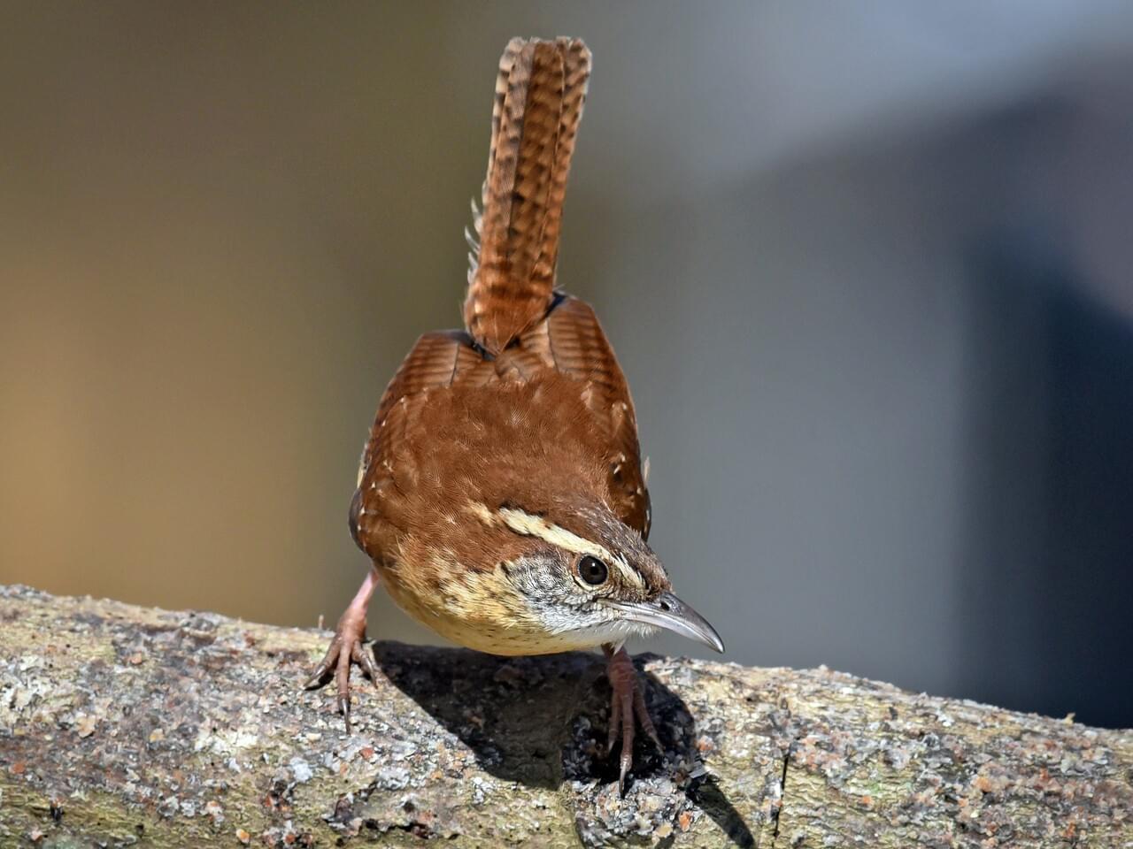 Carolina Wren