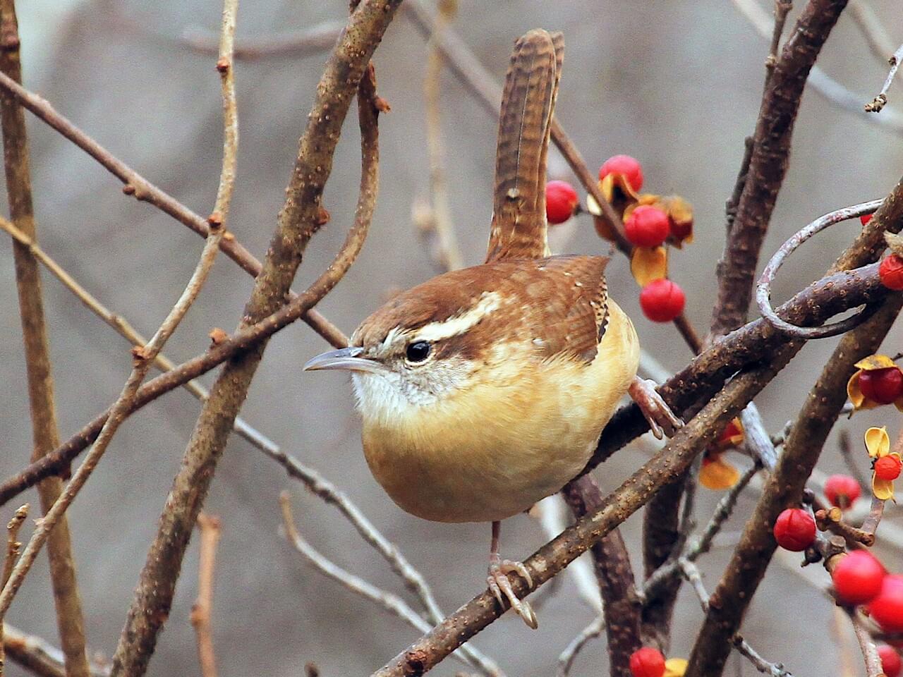 Carolina Wren