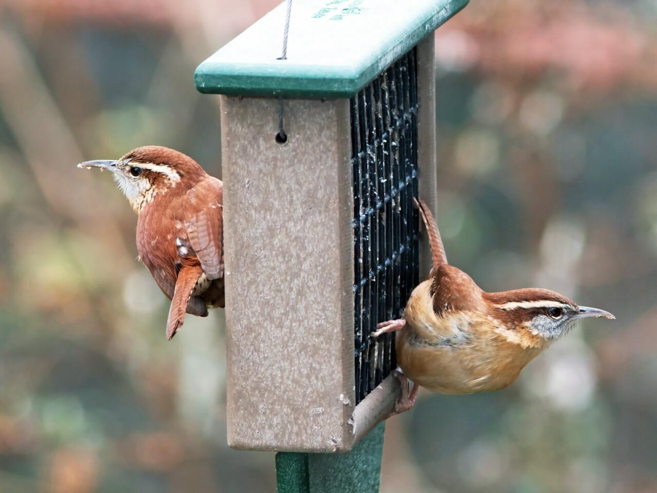 Carolina Wren