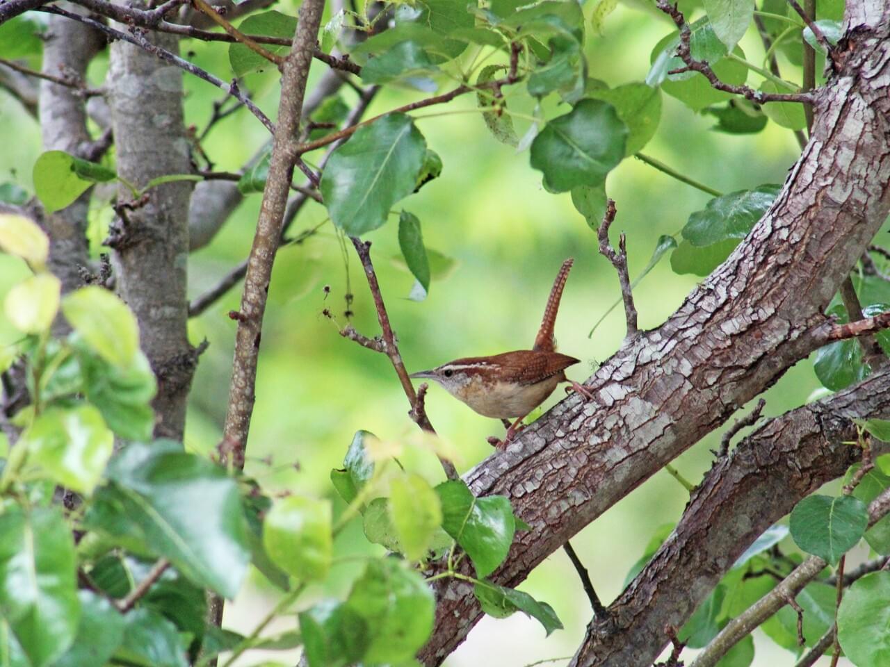 Carolina Wren