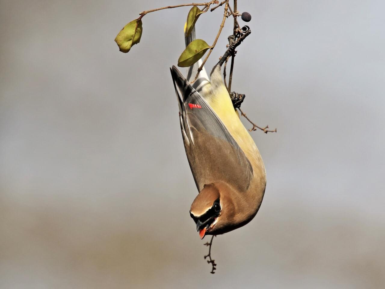 Cedar Waxwing