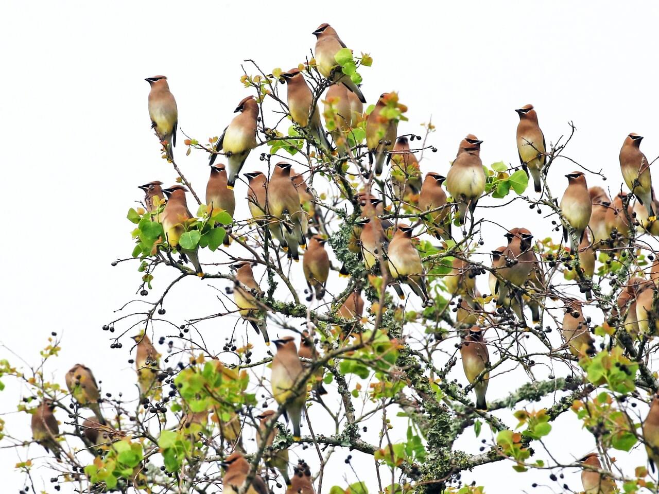 Cedar Waxwing