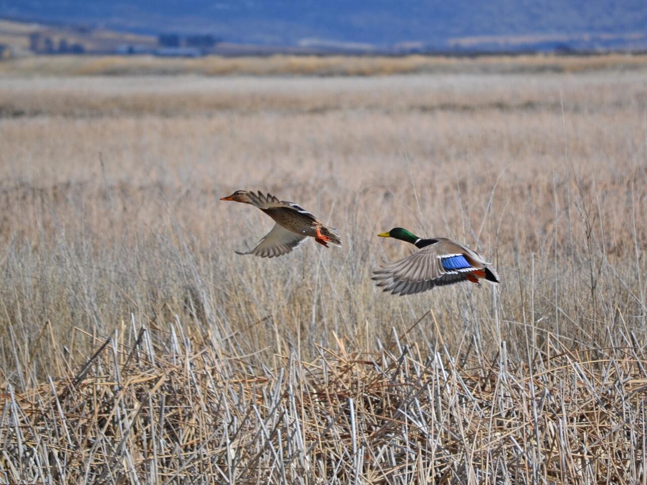 Mallard