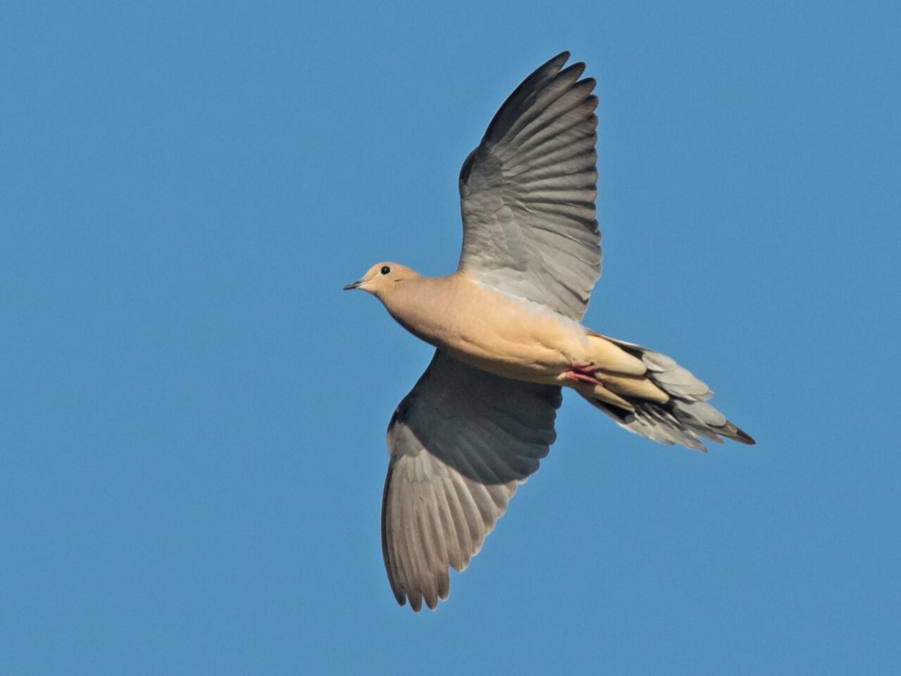 Mourning Dove