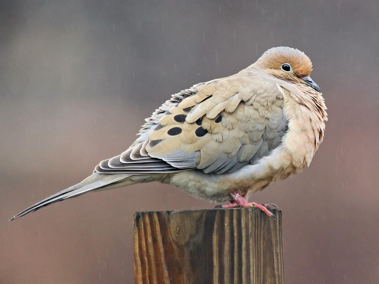 Mourning Dove