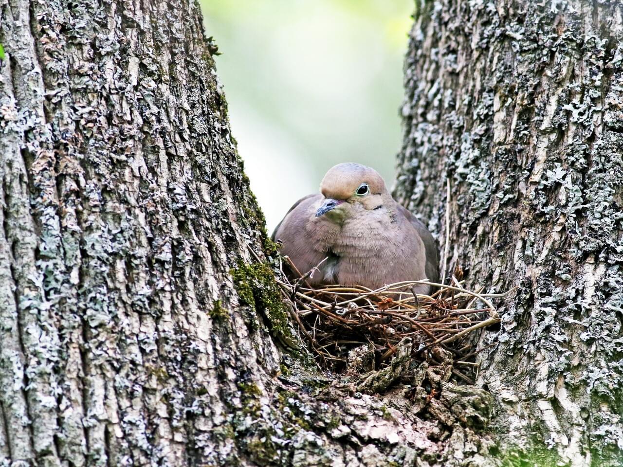 Mourning Dove