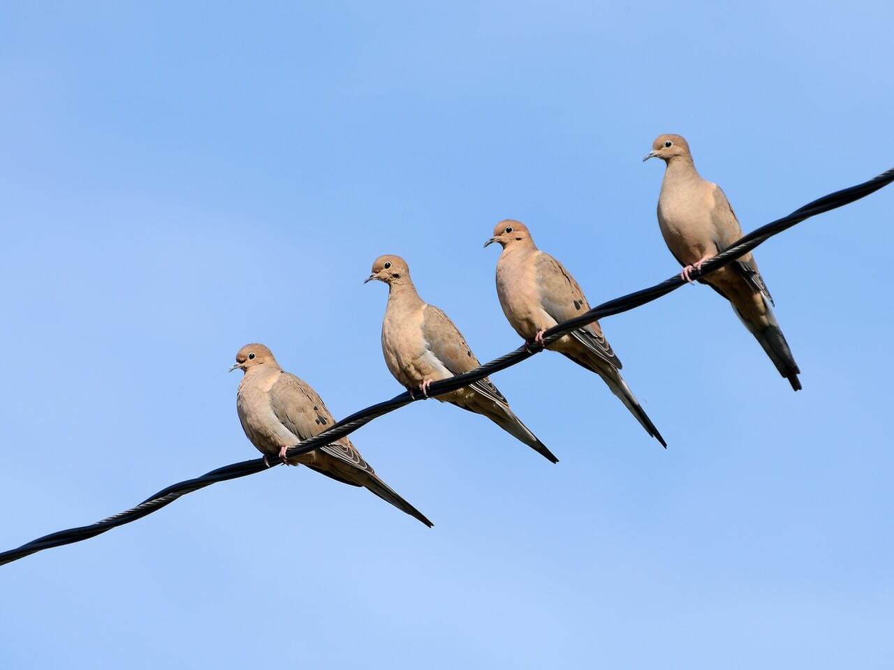 Mourning Dove