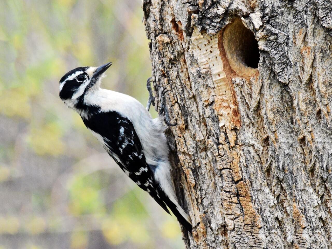 Downy Woodpecker