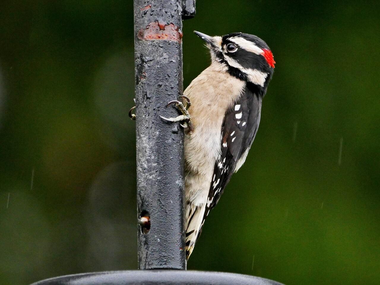 Downy Woodpecker