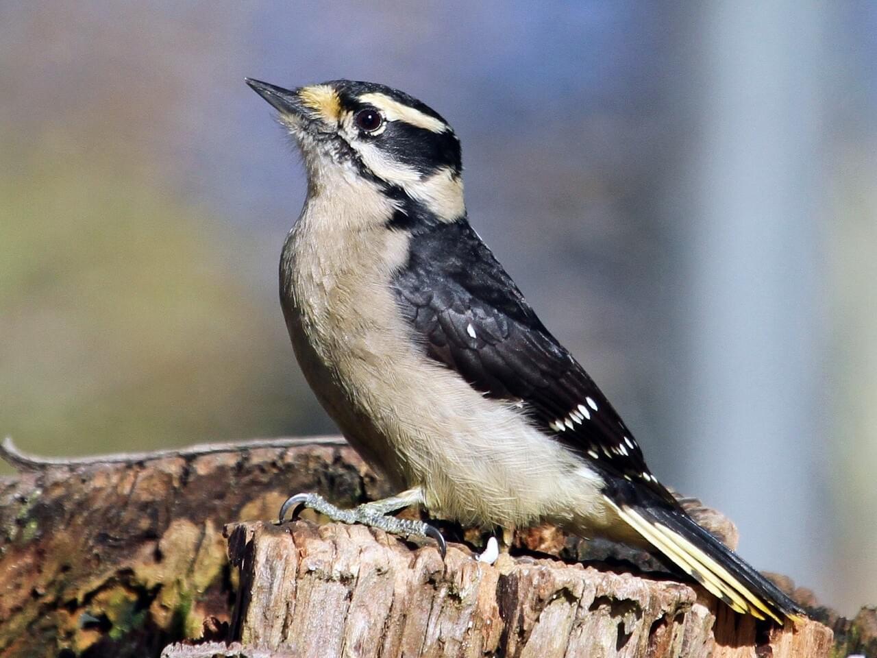 Downy Woodpecker