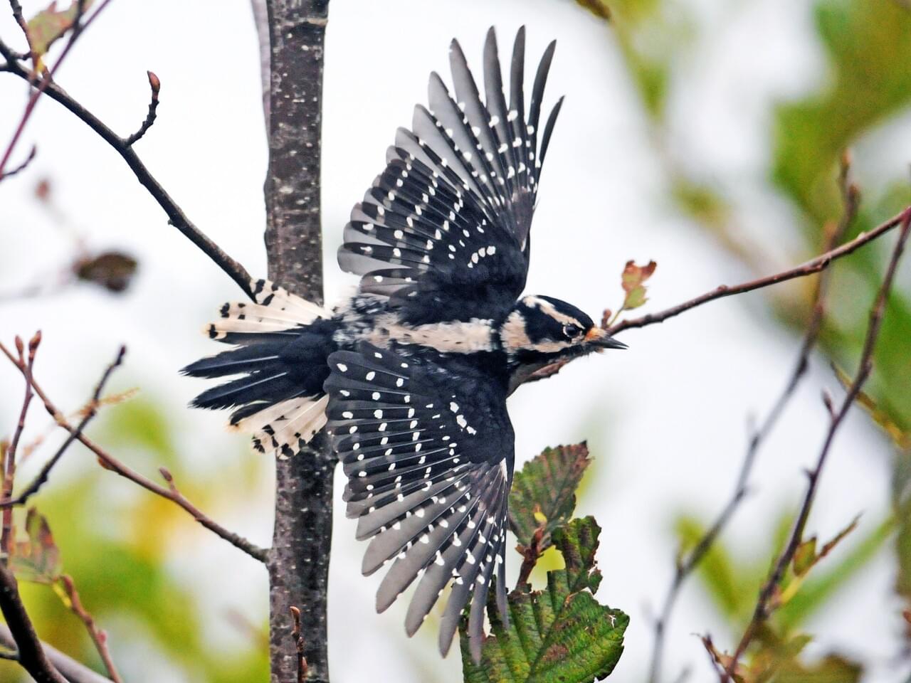 Downy Woodpecker