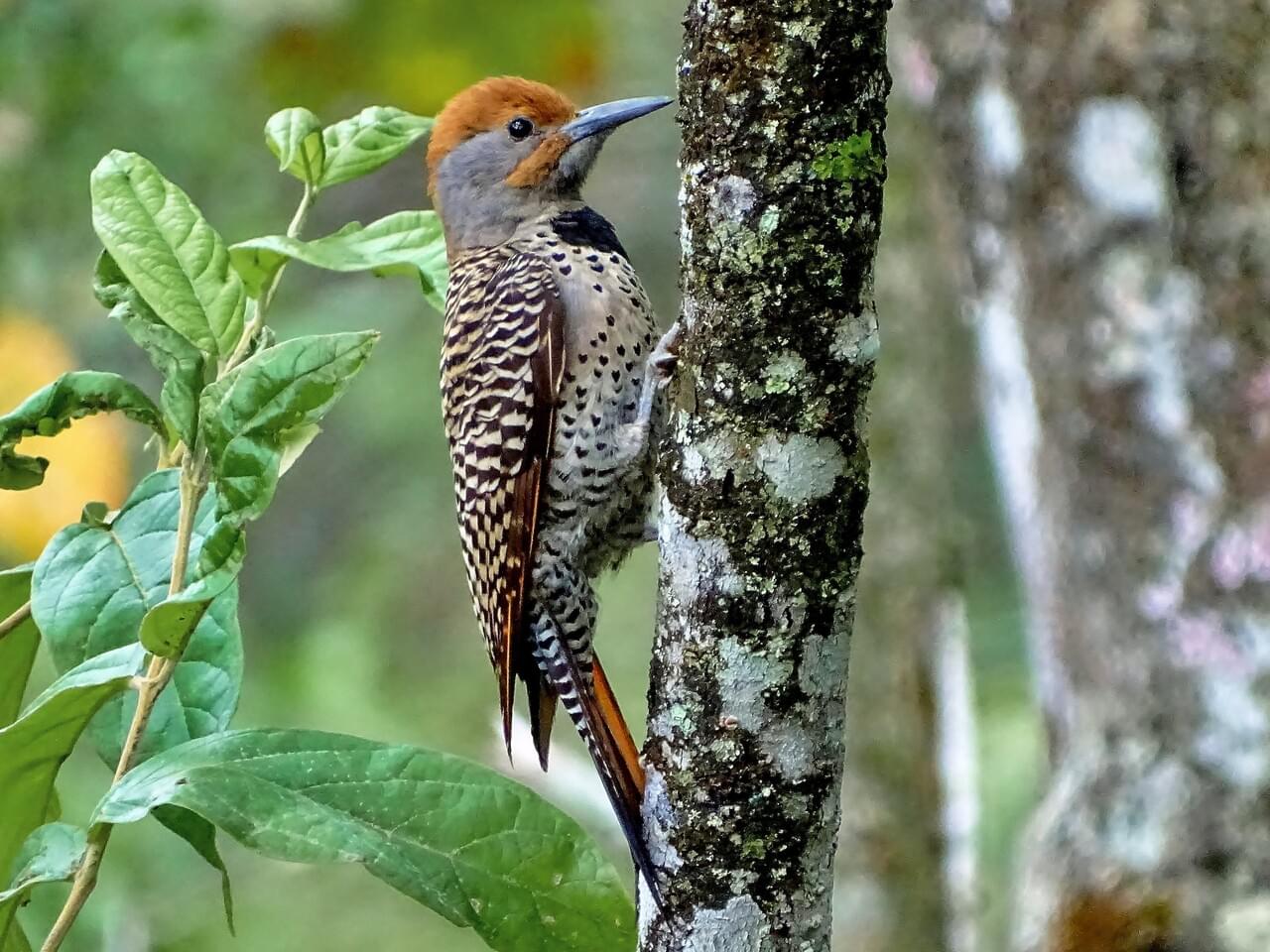 Northern Flicker