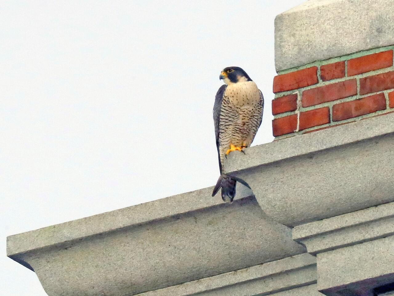 Peregrine Falcon