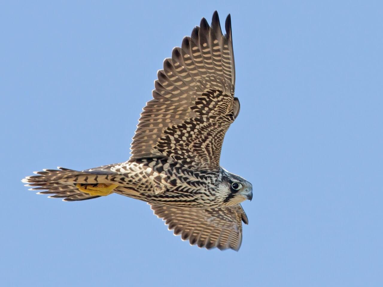 Peregrine Falcon