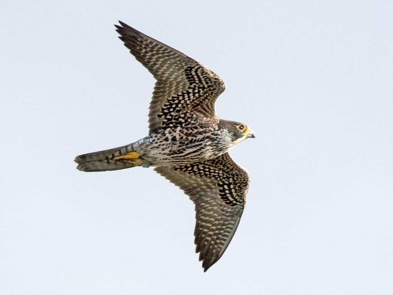 Peregrine Falcon