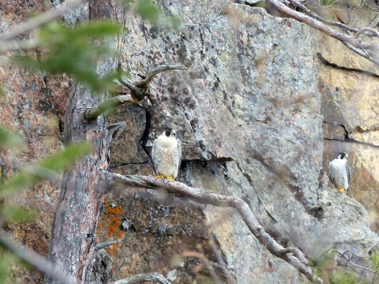 Peregrine Falcon