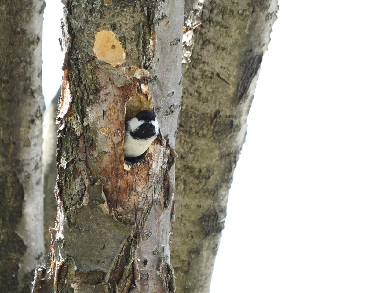 Black-capped Chickadee