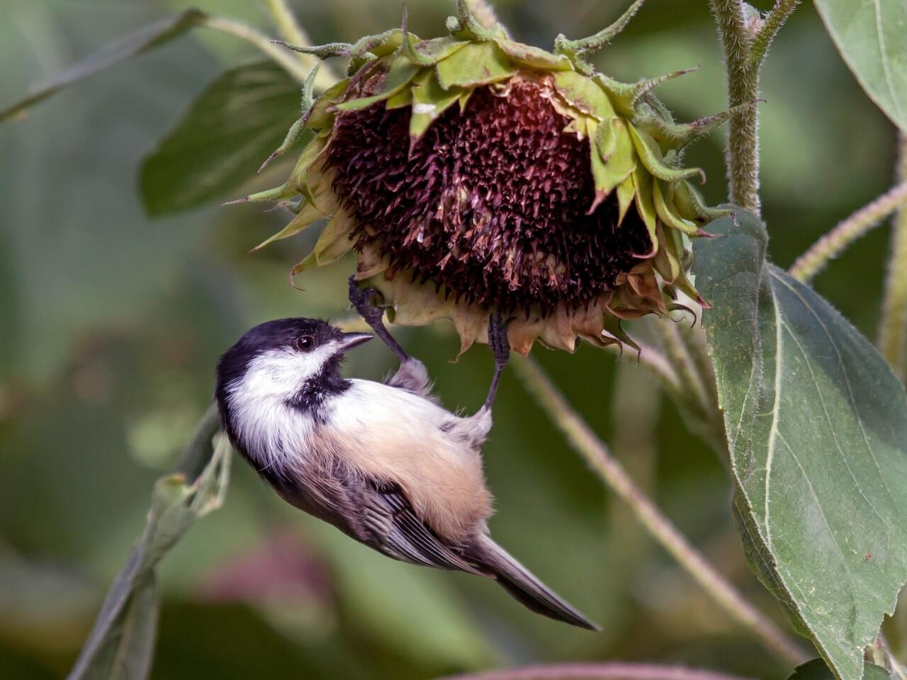 Black-capped Chickadee