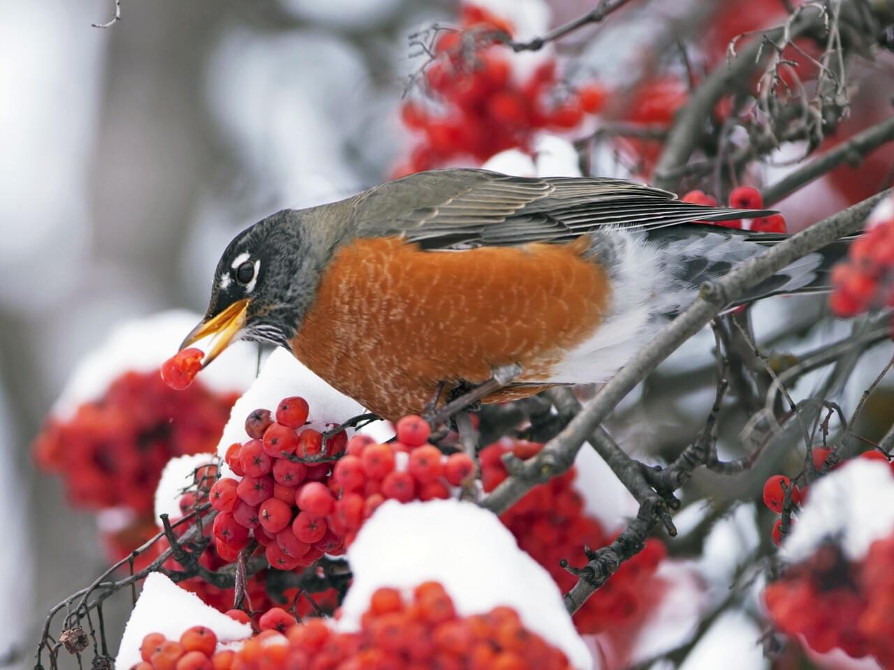 American Robin