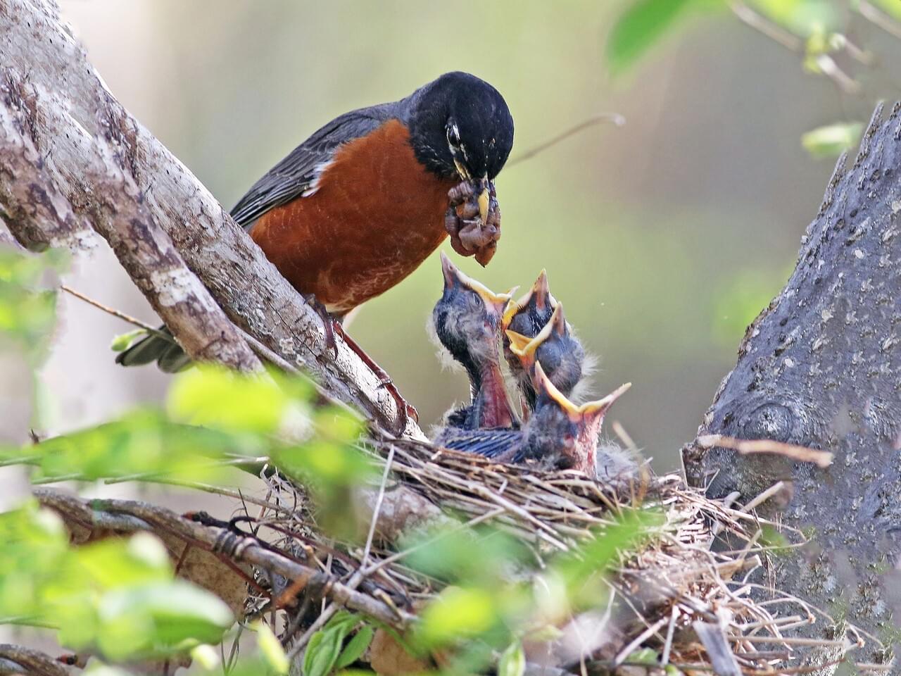 American Robin