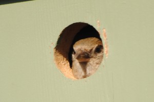 House Sparrow face at the entrance of its nest box