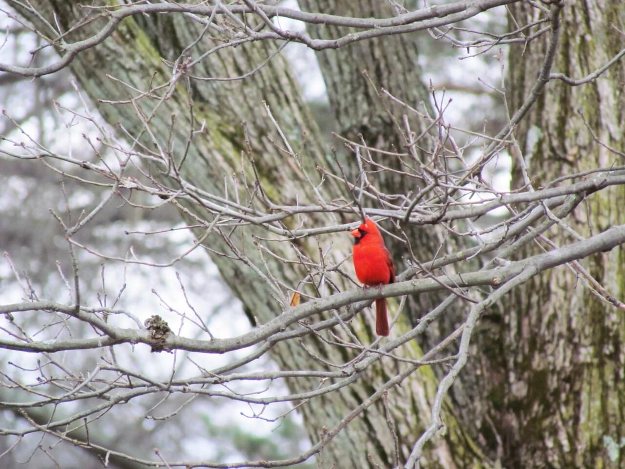 Northern Cardinal