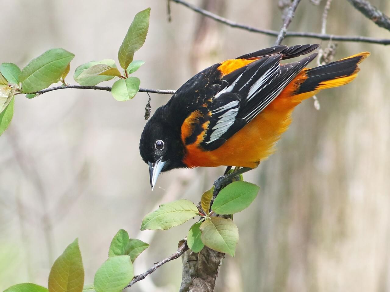 Baltimore Oriole (east)