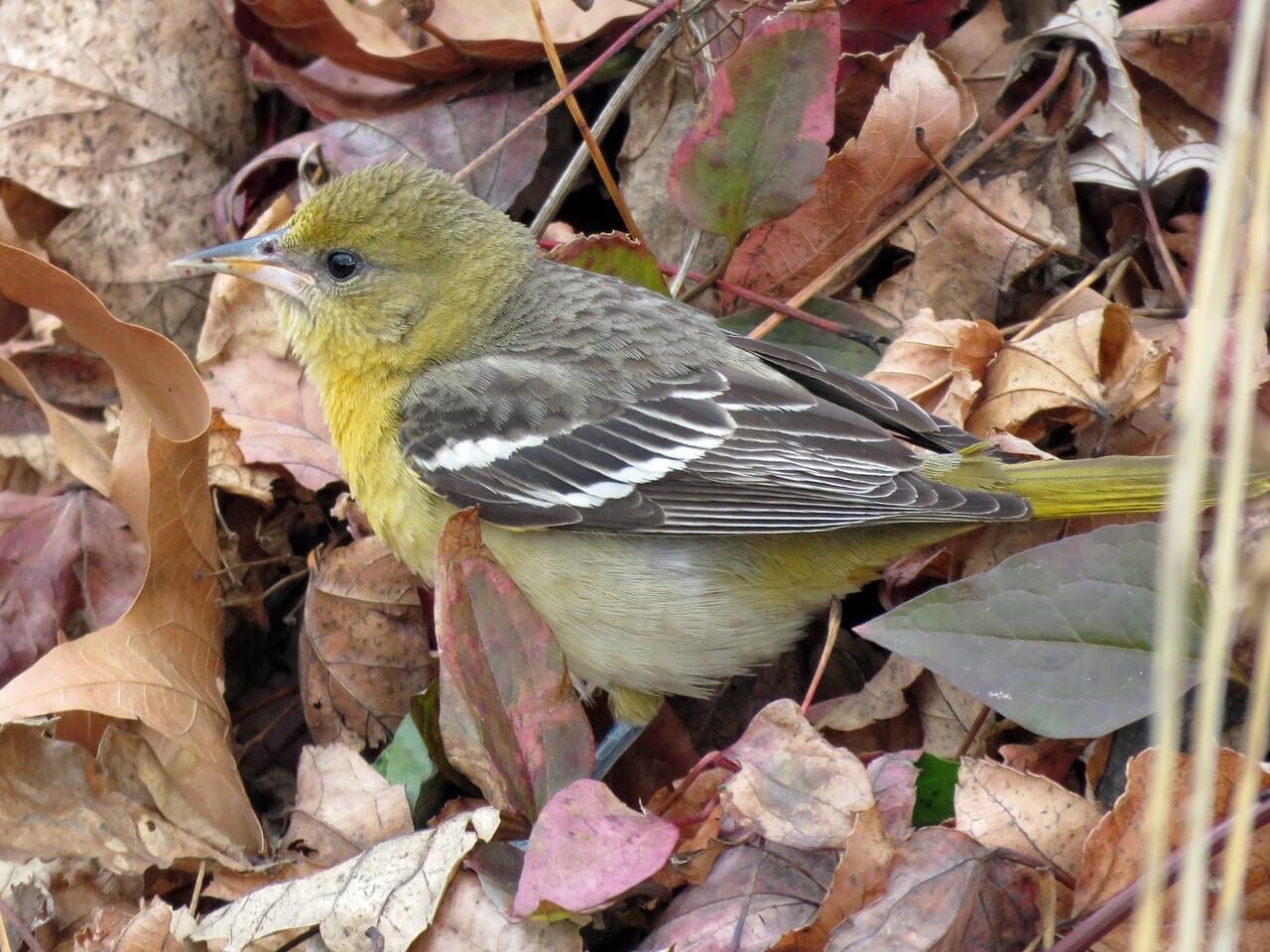 Baltimore Oriole (east)