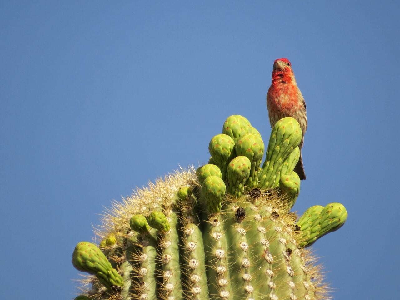 House Finch