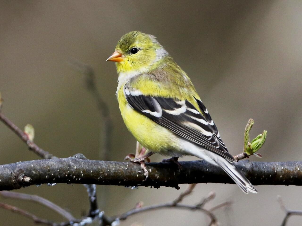 American Goldfinch