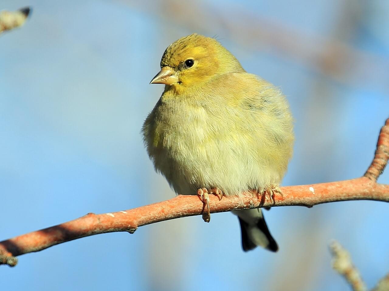 American Goldfinch