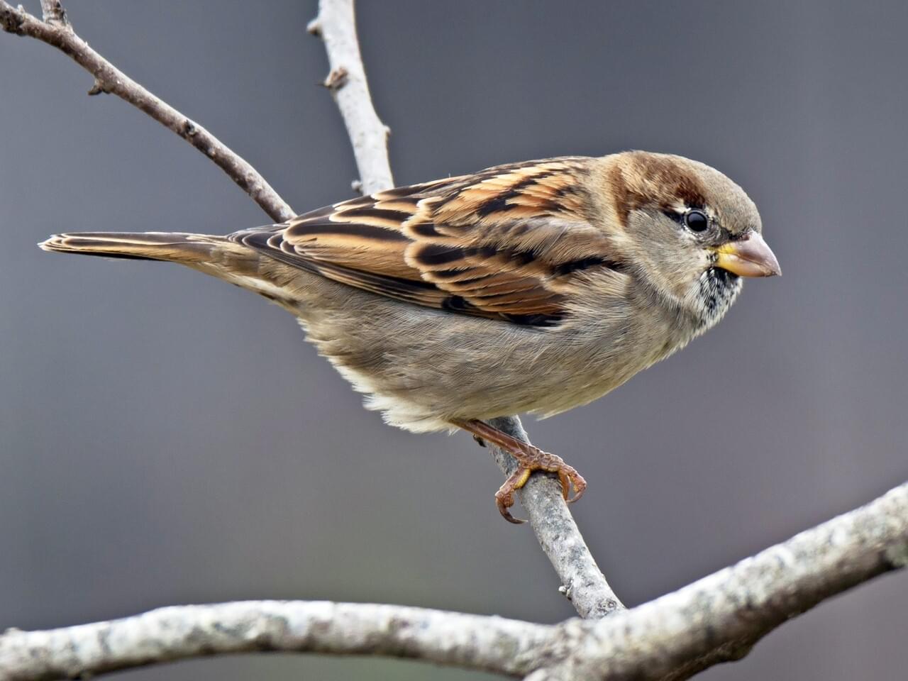 House Sparrow