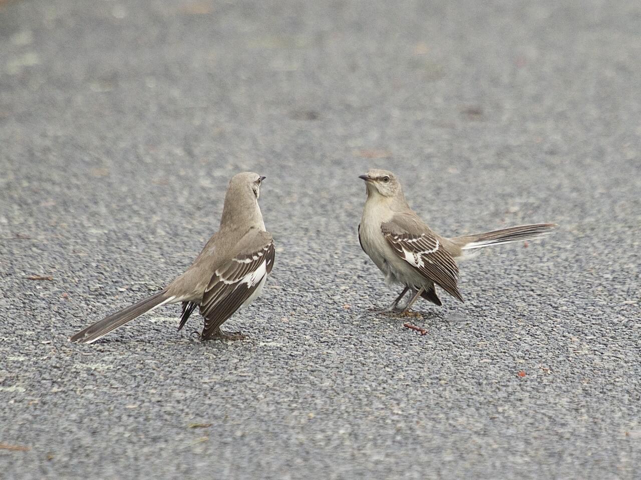 Northern Mockingbird