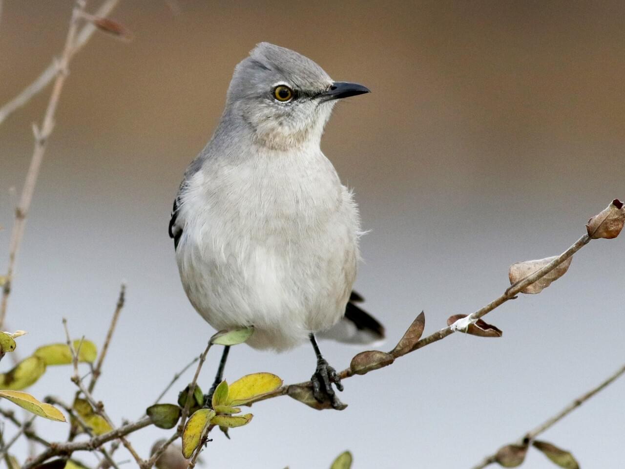 Northern Mockingbird