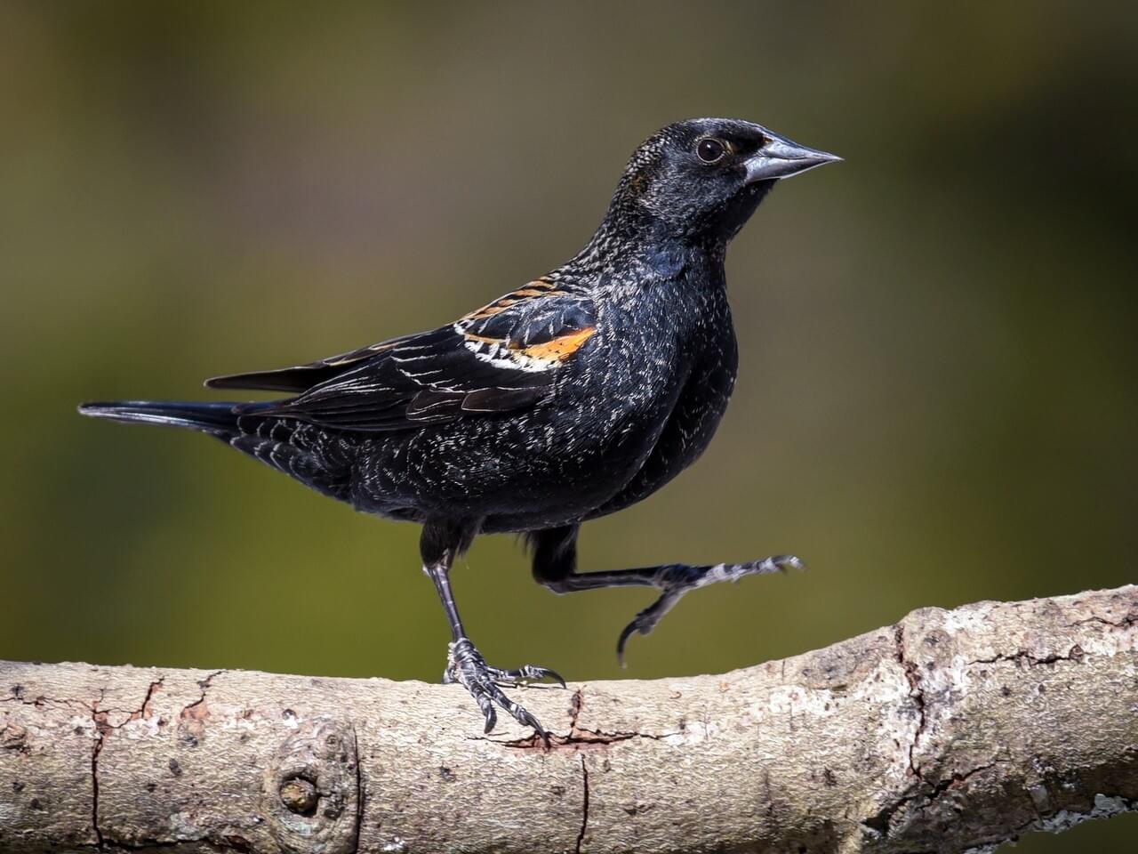 Red-winged Blackbird