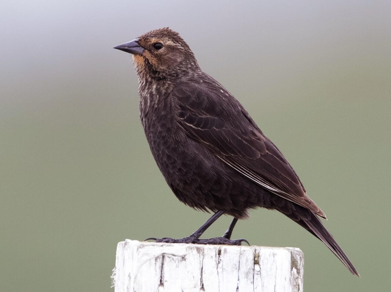 Red-winged Blackbird